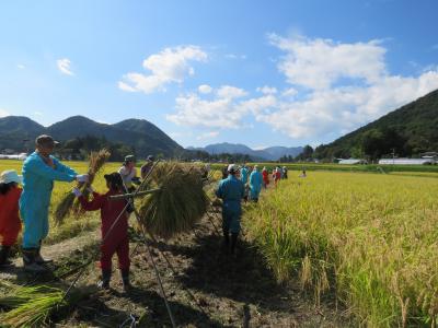 体験ツアー稲刈りの画像