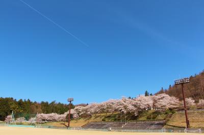 桜の画像