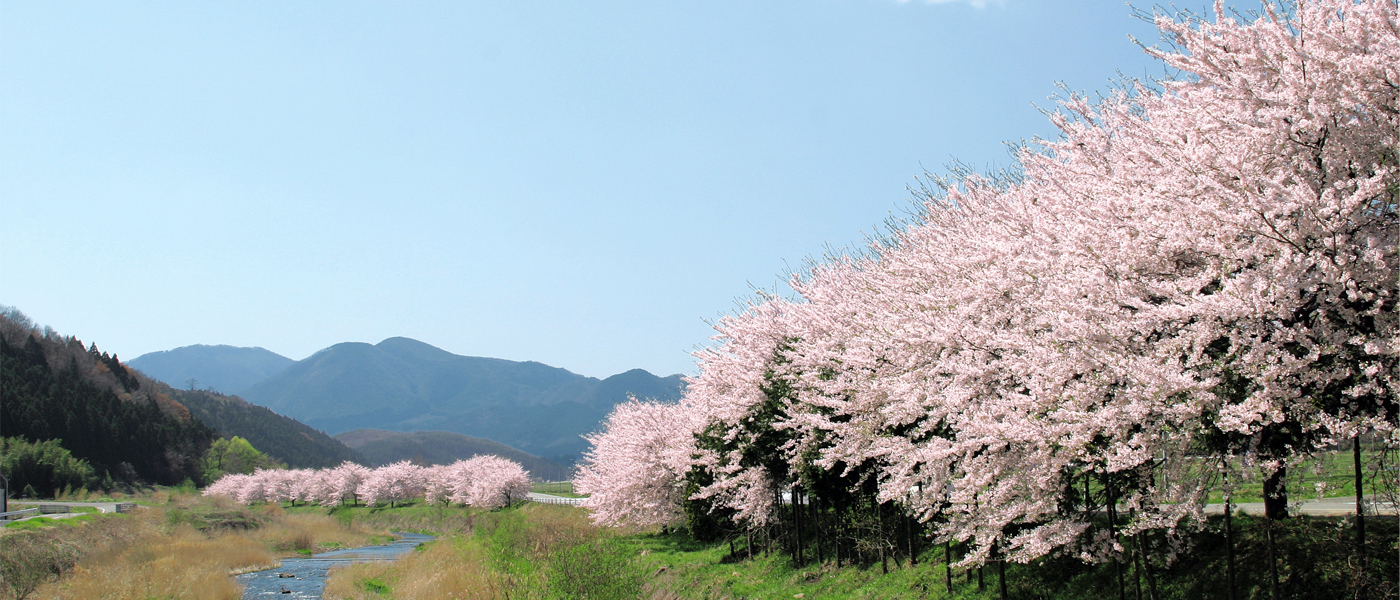 川沿いの桜並木の風景