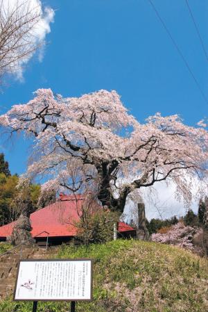 天栄村の桜の見所