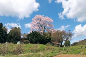 天栄村の桜の見所