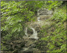 第7水源付近清流の写真